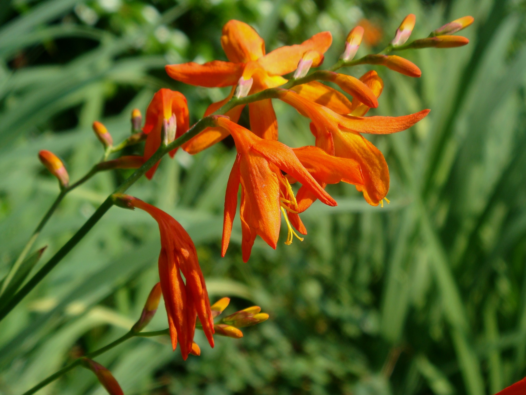 Crocosmia x crocosmiiflora (V. Lemoine ex E. Morren) N. E. Brown